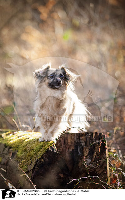Jack-Russell-Terrier-Chihuahua im Herbst / Jack-Russell-Terrier-Chihuahua in autumn / JAM-02365