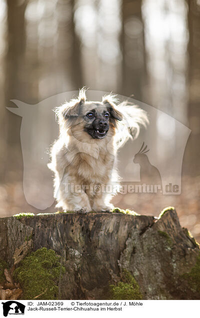 Jack-Russell-Terrier-Chihuahua im Herbst / Jack-Russell-Terrier-Chihuahua in autumn / JAM-02369