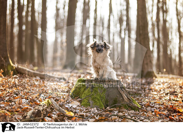 Jack-Russell-Terrier-Chihuahua im Herbst / Jack-Russell-Terrier-Chihuahua in autumn / JAM-02372
