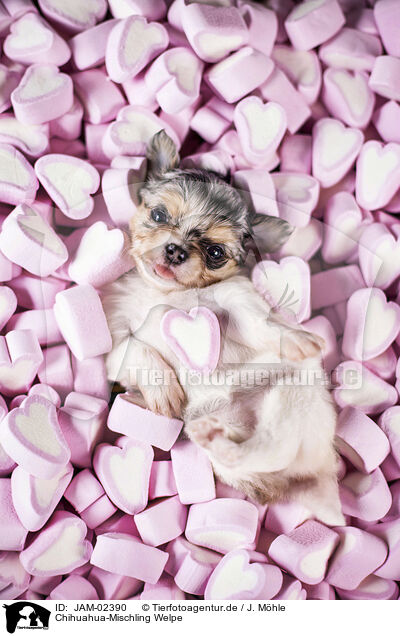 Chihuahua-Mischling Welpe / JAM-02390