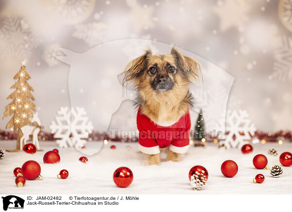 Jack-Russell-Terrier-Chihuahua im Studio / JAM-02482