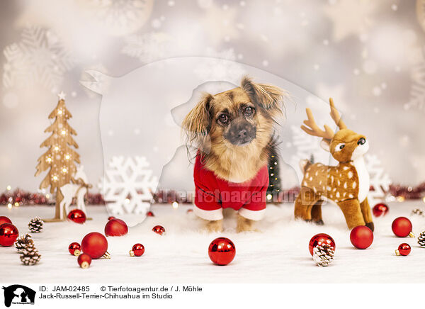 Jack-Russell-Terrier-Chihuahua im Studio / JAM-02485