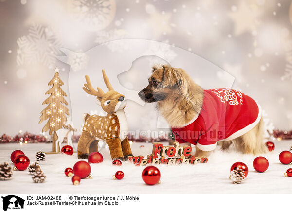 Jack-Russell-Terrier-Chihuahua im Studio / JAM-02488