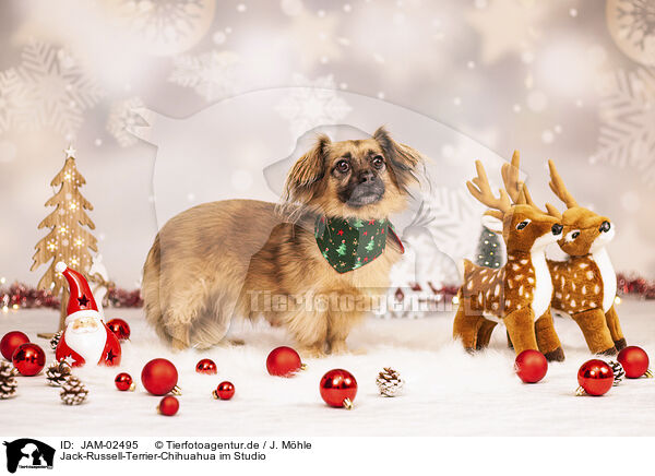 Jack-Russell-Terrier-Chihuahua im Studio / Jack-Russell-Terrier-Chihuahua in studio / JAM-02495