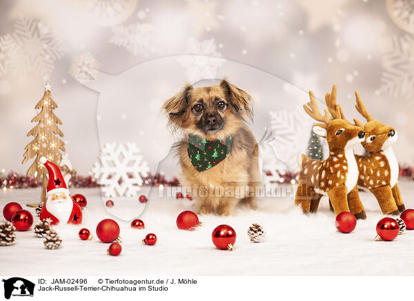 Jack-Russell-Terrier-Chihuahua im Studio / JAM-02496