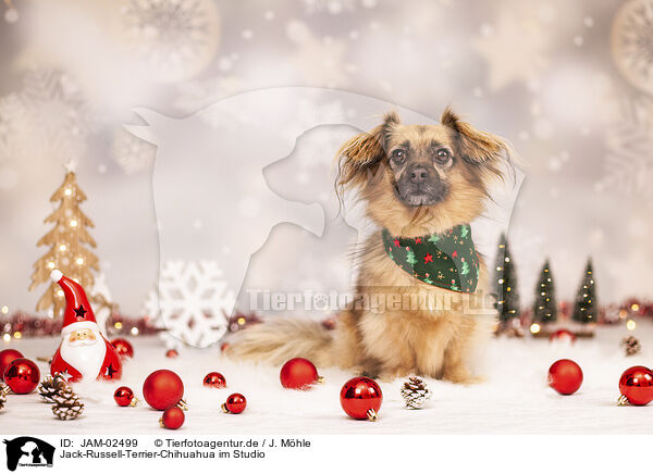 Jack-Russell-Terrier-Chihuahua im Studio / JAM-02499