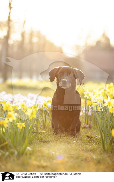 alter Dackel-Labrador-Retriever / old Dachshund-Labrador-Retriever / JAM-02566