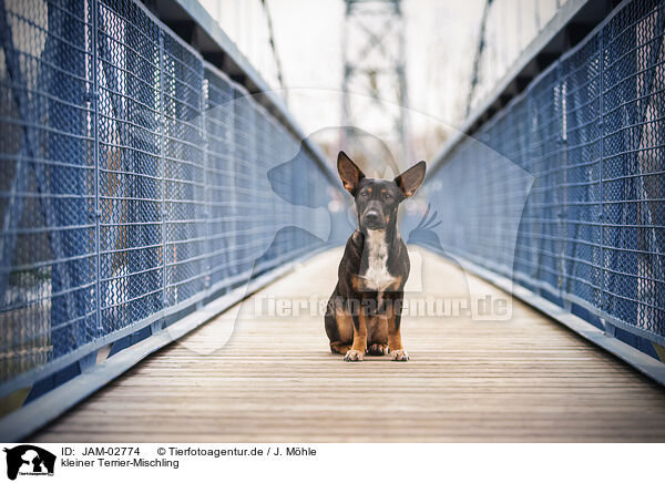 kleiner Terrier-Mischling / small Terrier-Mongrel / JAM-02774