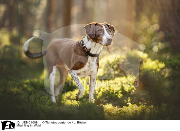 Mischling im Wald / mongrel in the forrest / JEB-01688