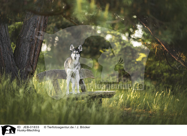 Husky-Mischling / Husky-Mongrel / JEB-01833
