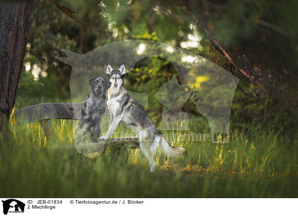 2 Mischlinge / 2 mongrels / JEB-01834