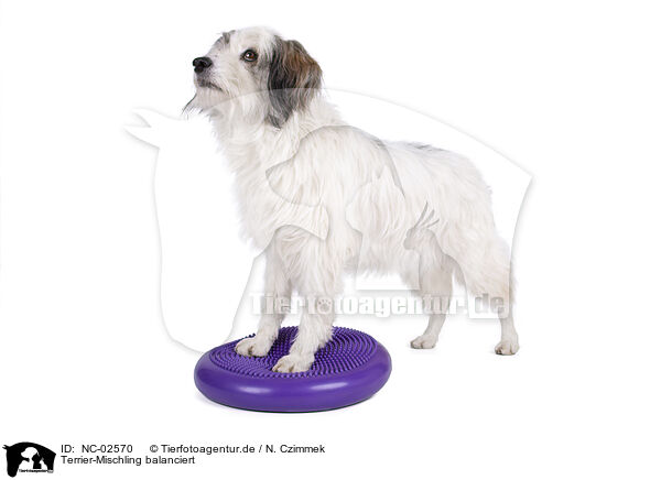 Terrier-Mischling balanciert / balancing Terrier-Mongrel / NC-02570