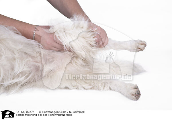 Terrier-Mischling bei der Tierphysiotherapie / NC-02571