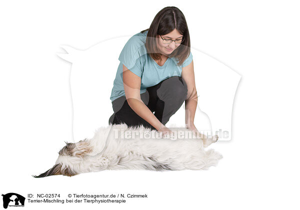 Terrier-Mischling bei der Tierphysiotherapie / NC-02574