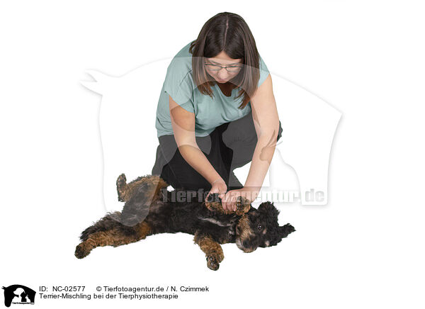 Terrier-Mischling bei der Tierphysiotherapie / NC-02577