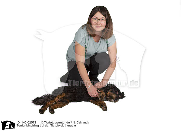 Terrier-Mischling bei der Tierphysiotherapie / Terrier-Mongrel at physiotherapy / NC-02578