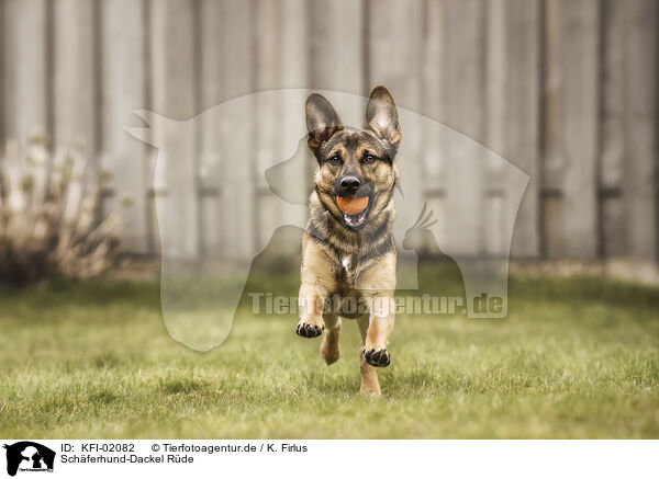 Schferhund-Dackel Rde / male Shepherd-Dachshund / KFI-02082