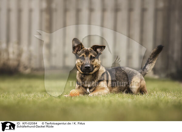 Schferhund-Dackel Rde / male Shepherd-Dachshund / KFI-02084