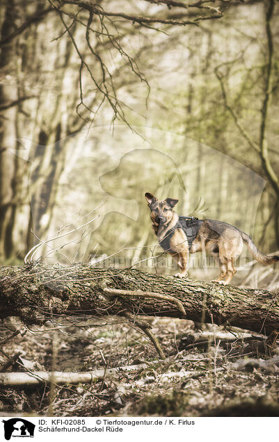 Schferhund-Dackel Rde / male Shepherd-Dachshund / KFI-02085
