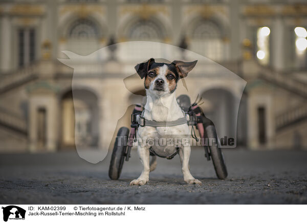Jack-Russell-Terrier-Mischling im Rollstuhl / KAM-02399