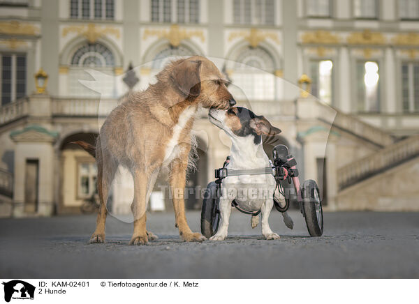 2 Hunde / 2 dogs / KAM-02401