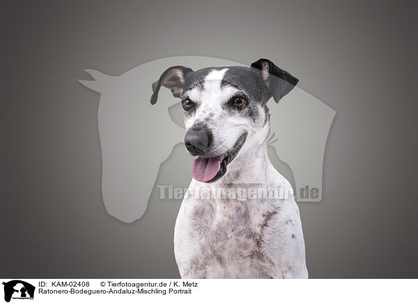 Ratonero-Bodeguero-Andaluz-Mischling Portrait / Ratonero-Bodeguero-Andaluz-Mongrel Portrait / KAM-02408