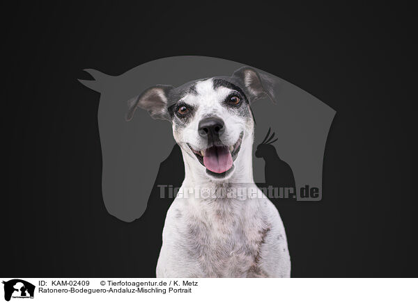 Ratonero-Bodeguero-Andaluz-Mischling Portrait / Ratonero-Bodeguero-Andaluz-Mongrel Portrait / KAM-02409