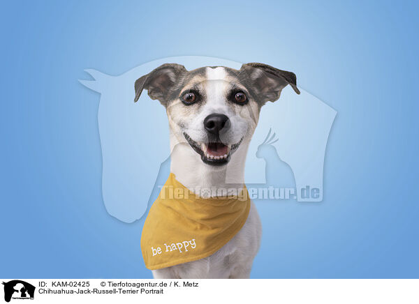 Chihuahua-Jack-Russell-Terrier Portrait / Chihuahua-Jack-Russell-Terrier Portrait / KAM-02425