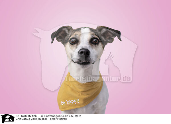 Chihuahua-Jack-Russell-Terrier Portrait / Chihuahua-Jack-Russell-Terrier Portrait / KAM-02426