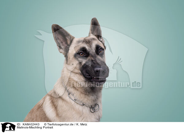 Malinois-Mischling Portrait / KAM-02443