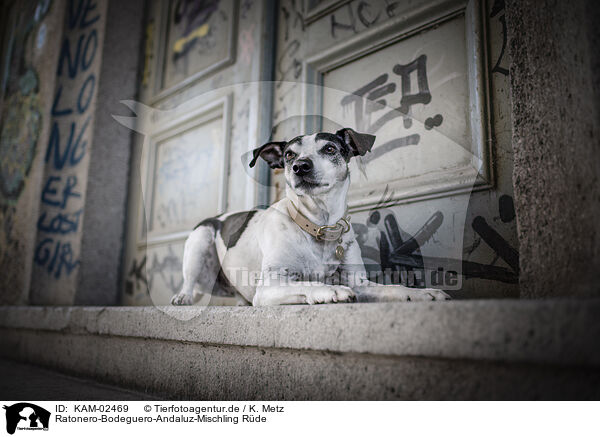 Ratonero-Bodeguero-Andaluz-Mischling Rde / male Ratonero-Bodeguero-Andaluz-Mongrel / KAM-02469