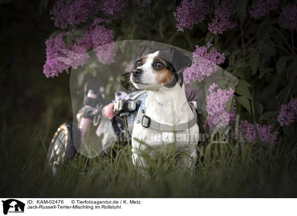 Jack-Russell-Terrier-Mischling im Rollstuhl / KAM-02476