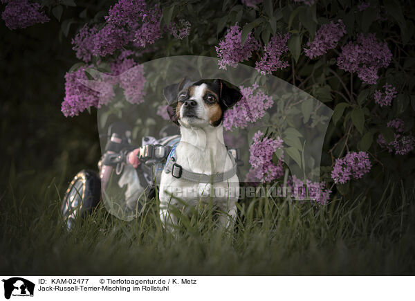 Jack-Russell-Terrier-Mischling im Rollstuhl / KAM-02477