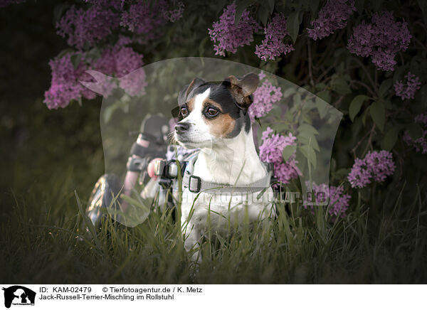 Jack-Russell-Terrier-Mischling im Rollstuhl / Jack-Russell-Terrier-Mongrel in wheelchair / KAM-02479