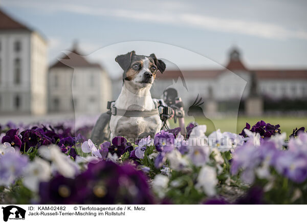 Jack-Russell-Terrier-Mischling im Rollstuhl / Jack-Russell-Terrier-Mongrel in wheelchair / KAM-02482