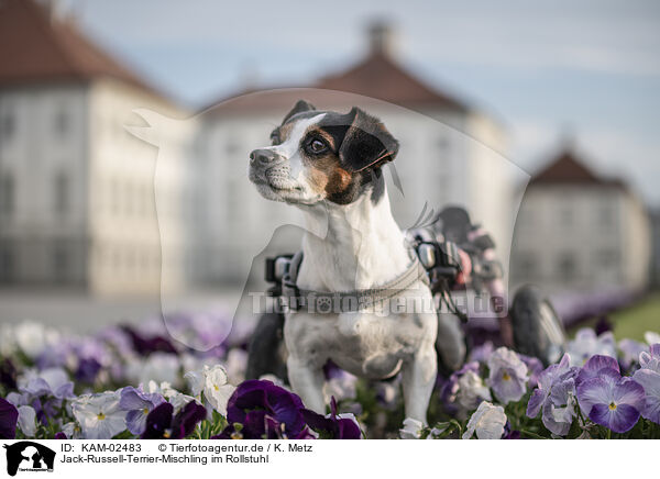 Jack-Russell-Terrier-Mischling im Rollstuhl / Jack-Russell-Terrier-Mongrel in wheelchair / KAM-02483
