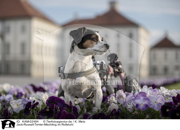 Jack-Russell-Terrier-Mischling im Rollstuhl / KAM-02484