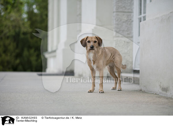 Terrier-Mischling / KAM-02493