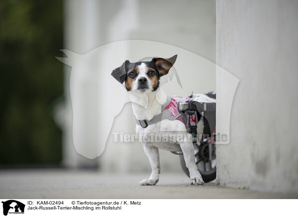 Jack-Russell-Terrier-Mischling im Rollstuhl / Jack-Russell-Terrier-Mongrel in wheelchair / KAM-02494
