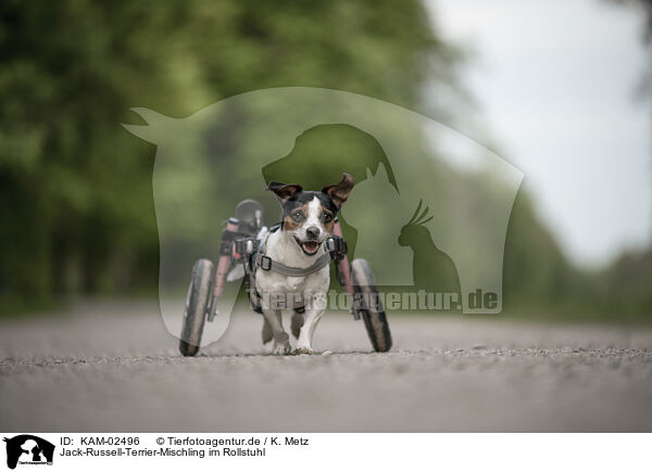 Jack-Russell-Terrier-Mischling im Rollstuhl / KAM-02496