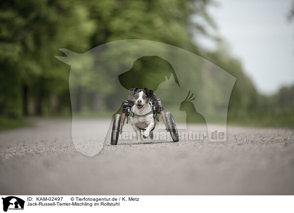 Jack-Russell-Terrier-Mischling im Rollstuhl / Jack-Russell-Terrier-Mongrel in wheelchair / KAM-02497