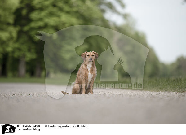 Terrier-Mischling / KAM-02498