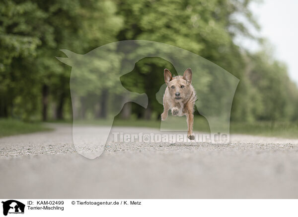 Terrier-Mischling / KAM-02499