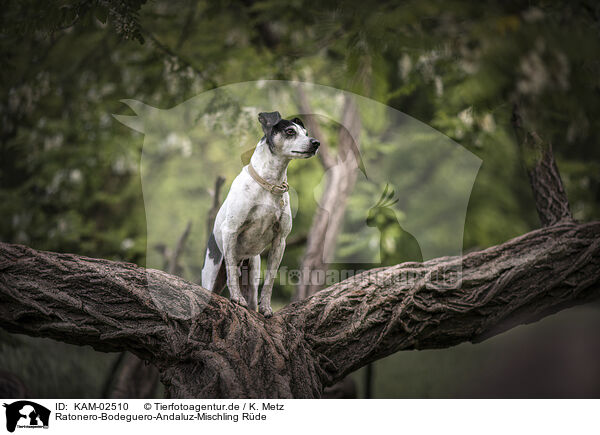 Ratonero-Bodeguero-Andaluz-Mischling Rde / male Ratonero-Bodeguero-Andaluz-Mongrel / KAM-02510