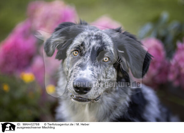 ausgewachsener Mischling / adult Mongrel / MAH-02768