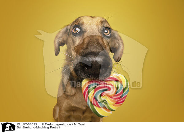 Schferhund-Mischling Portrait / MT-01693