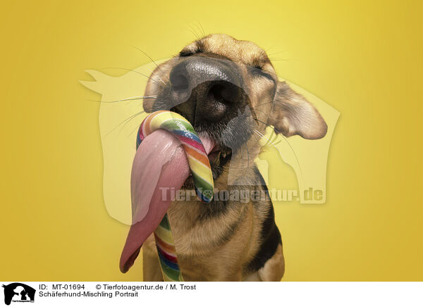 Sch�ferhund-Mischling Portrait / Shepherd-Mongrel Portrait / MT-01694