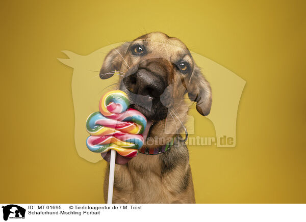 Schferhund-Mischling Portrait / MT-01695