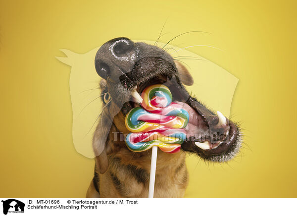 Schferhund-Mischling Portrait / MT-01696