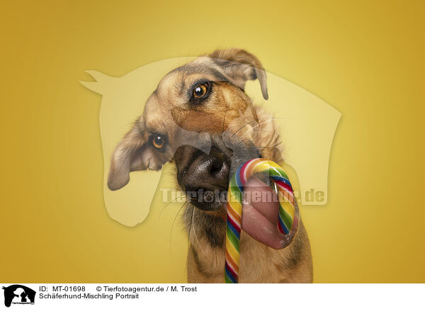 Schferhund-Mischling Portrait / MT-01698